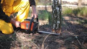 Best Stump Grinding and Removal  in Belleview, FL