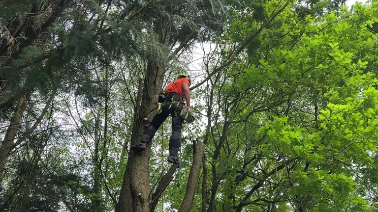 Best Seasonal Cleanup (Spring/Fall)  in Belleview, FL